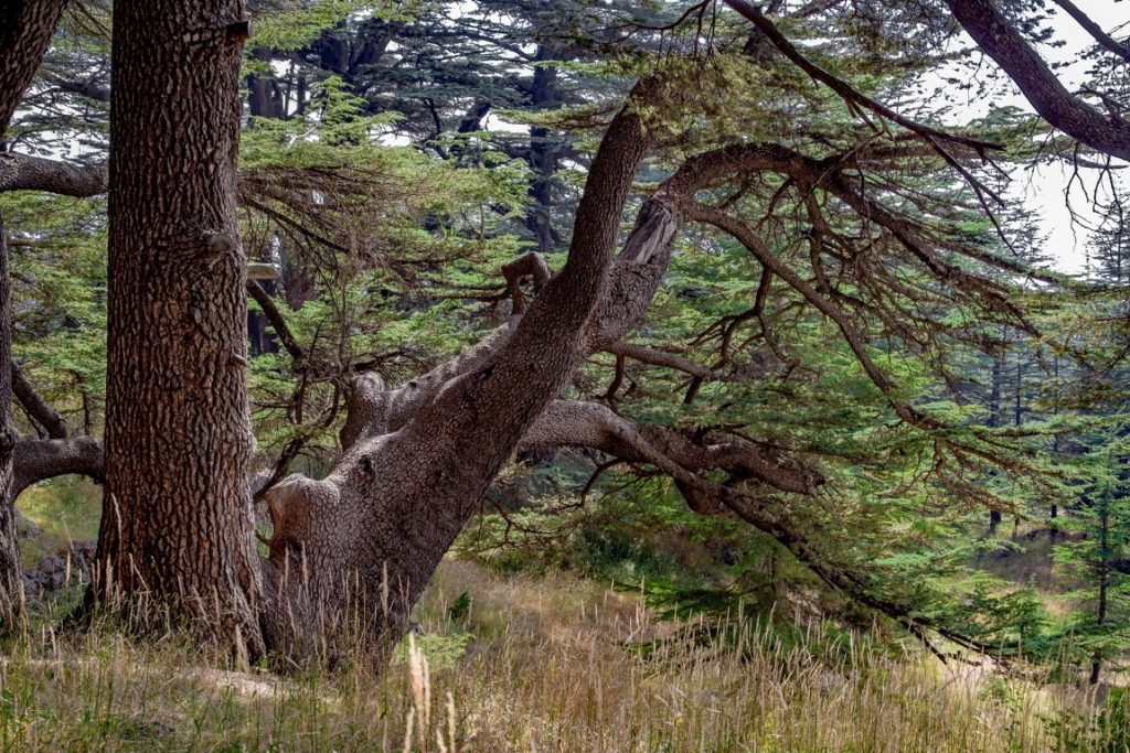 Un cedro de 1.400 años en las islas Canarias, el árbol más viejo de Europa