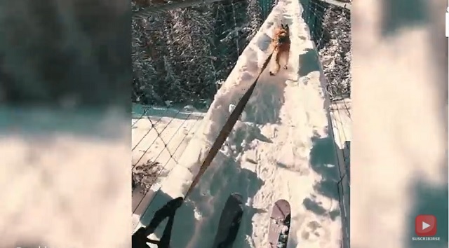 Una escocesa esquía junto a su perra en un incríble reto de skijoring