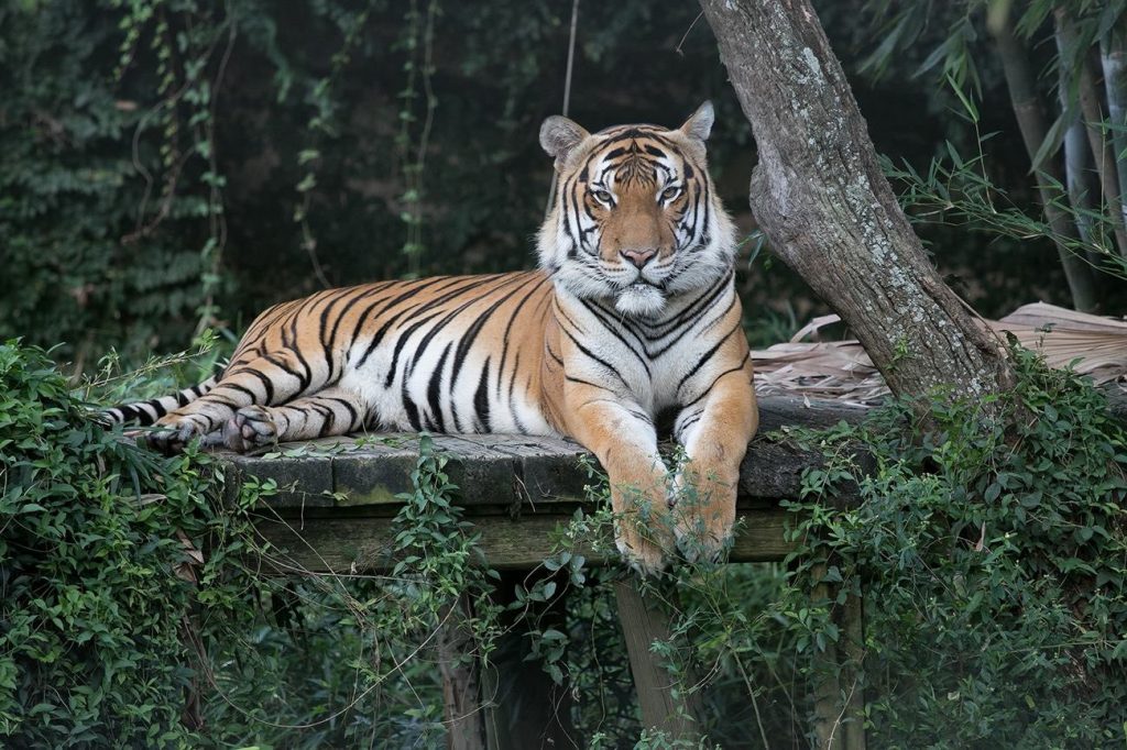 Evalúan presentan cargos contra el trabajador atacado por un tigre en zoo de Florida