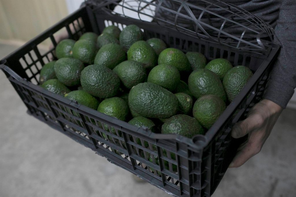 EEUU reanuda revisión e importación de aguacates mexicanos