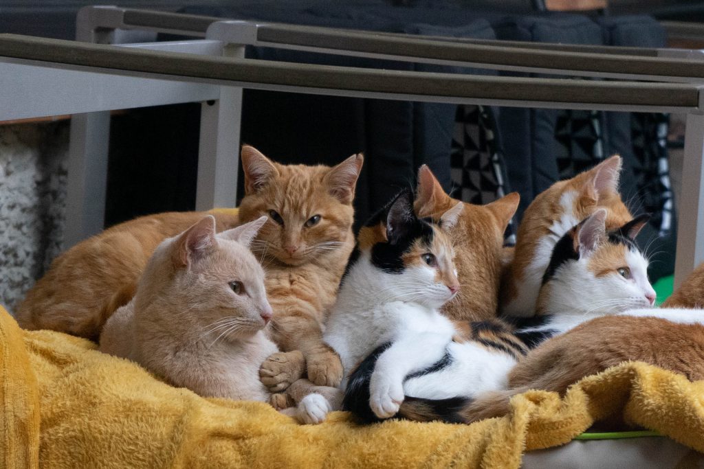 Policía detiene a mujer de EEUU que mantuvo hacinados en su casa a 52 gatos
