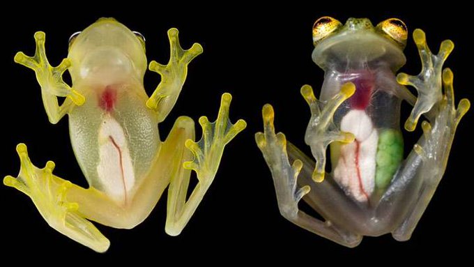Descubren en Ecuador dos nuevas especies de ranas de cristal