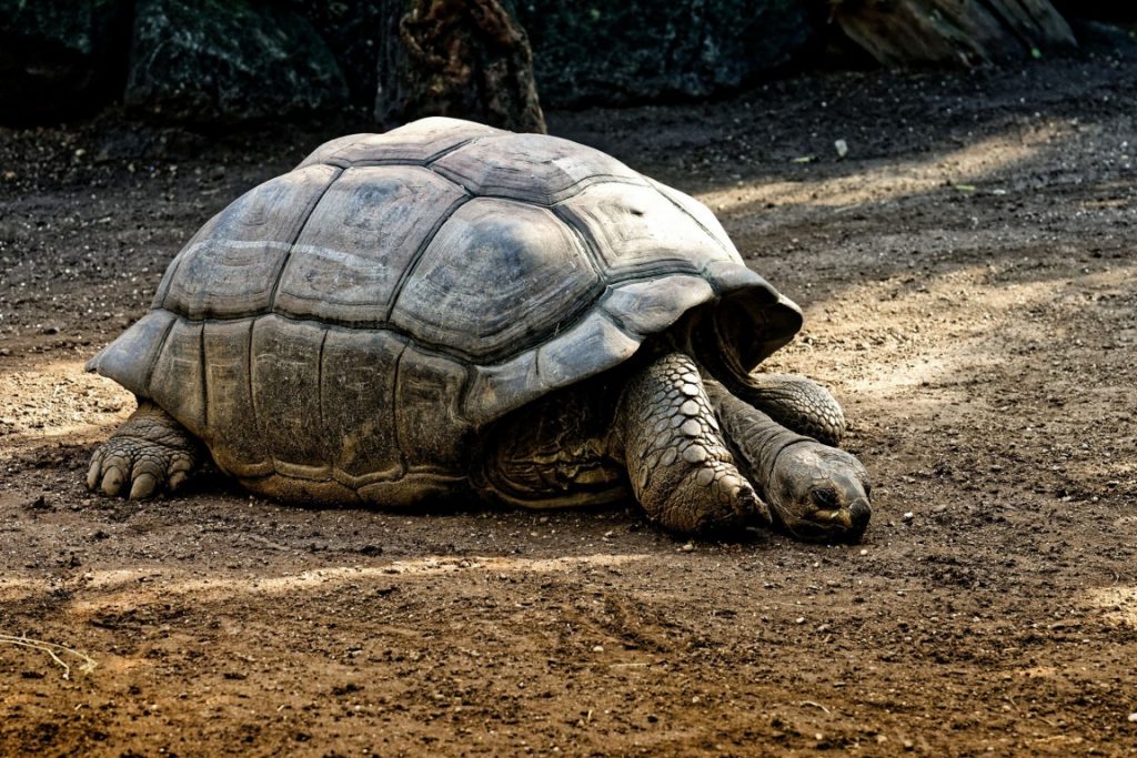 Identifican a tortuga gigante de Galápagos con otra extinta hace un siglo