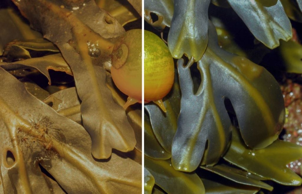 Las luces LED dejan especies sin camuflaje frente a sus depredadores