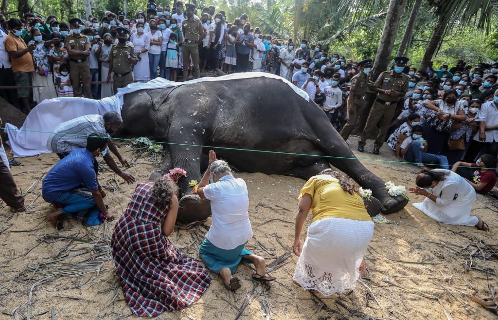 Falleció Nadungamuwa Raja, el elefante más preciado de Sri Lanka