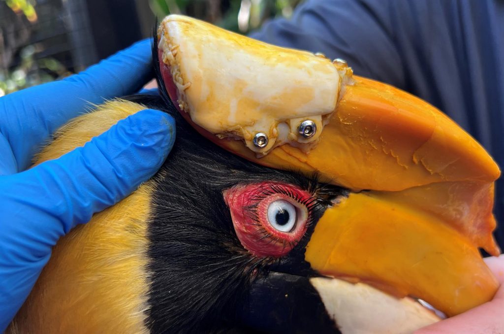 Operan con éxito a ave con cáncer a partir de impresora 3D en zoo de Florida