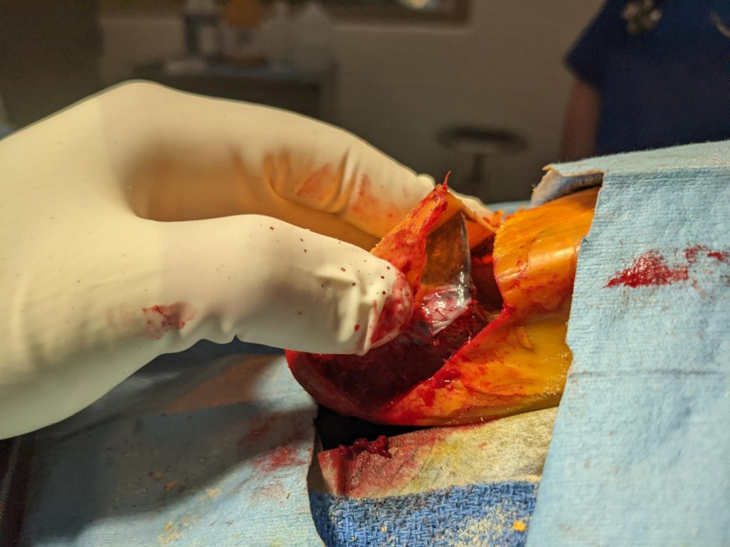 Operan con éxito a ave con cáncer a partir de impresora 3D en zoo de Florida
