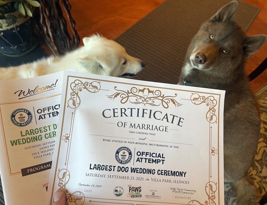 Illinois desea entrar al Libro Guinness con una boda masiva de 500 parejas de perros