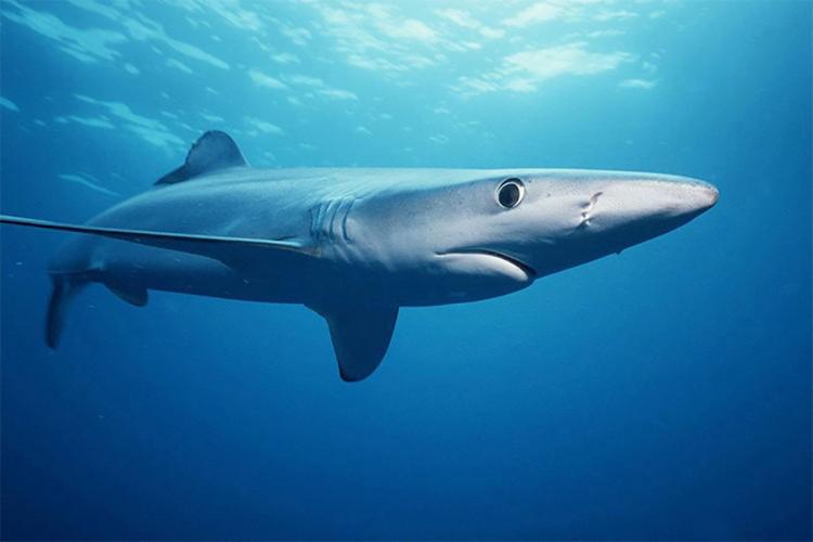 Un pescador está hospitalizado por el ataque de un tiburón en Florida