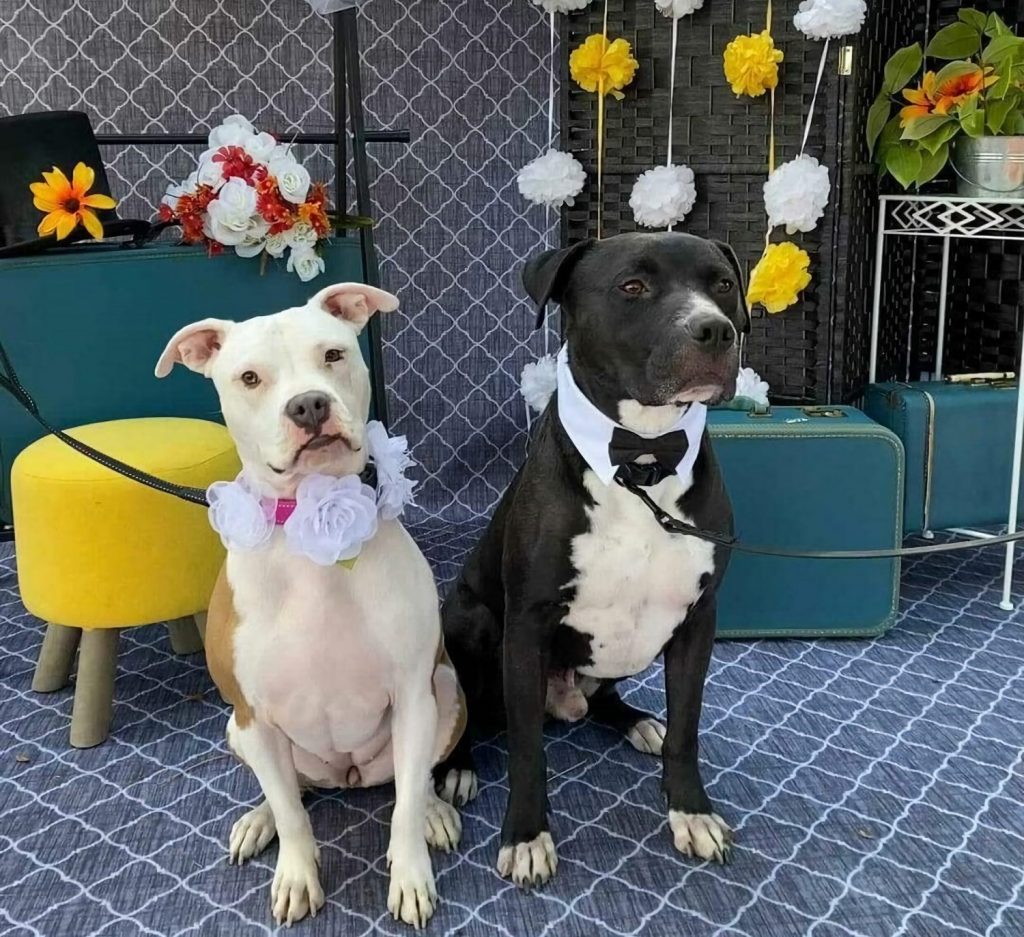 Illinois desea entrar al Libro Guinness con una boda masiva de 500 parejas de perros