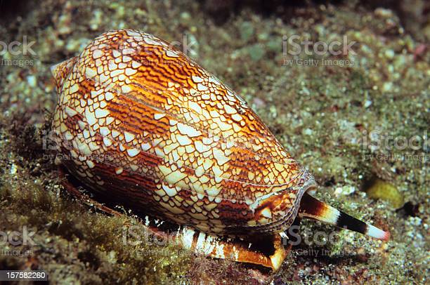 Descubren un potente analgésico en los caracoles cono de aguas profundas