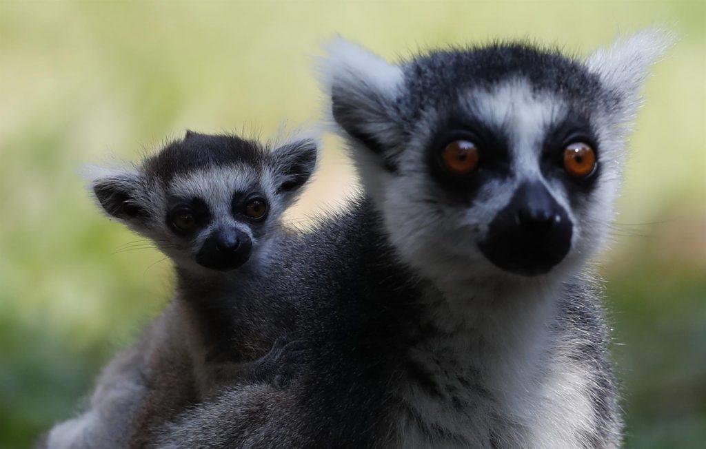 Especies recién descubiertas tienen mayor riesgo de extinción