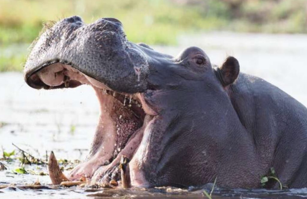 Desde ahora, los hipopótamos en Colombia son considerados una especie invasora
