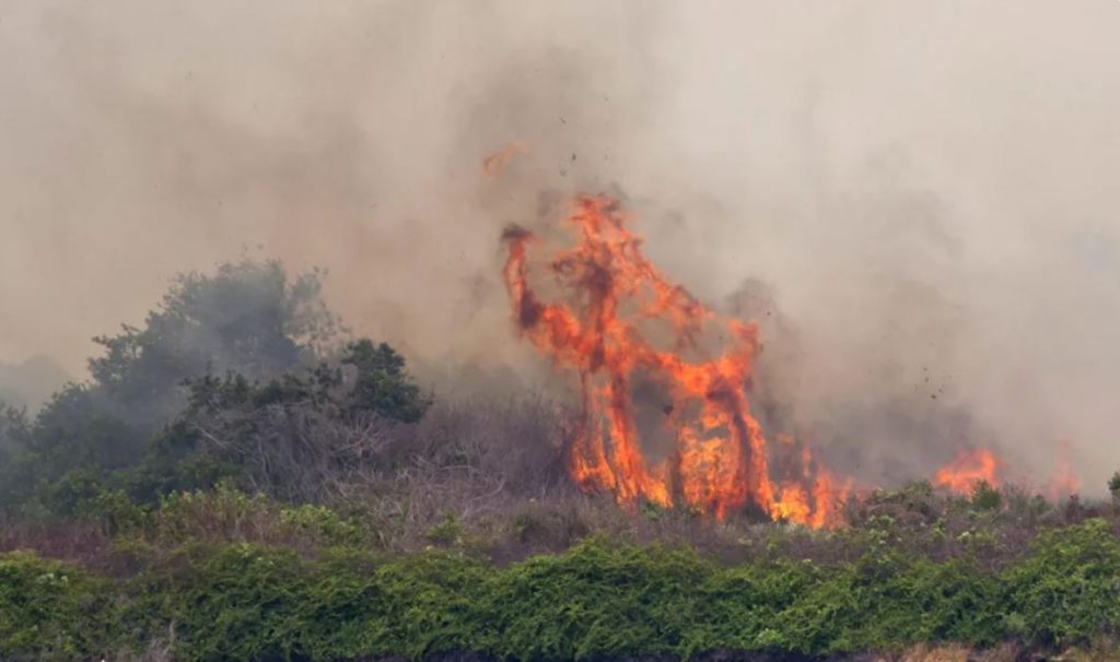 Un incendio forestal en Florida obliga a evacuar más de mil viviendas