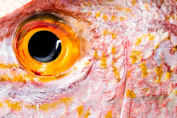 Científicos hallan en ojos de peces "impresionante" dinámica de la visión