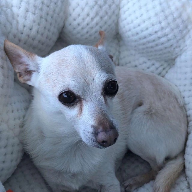 Un chihuahua de Florida logró el Récord Guinness como el perro más viejo del mundo