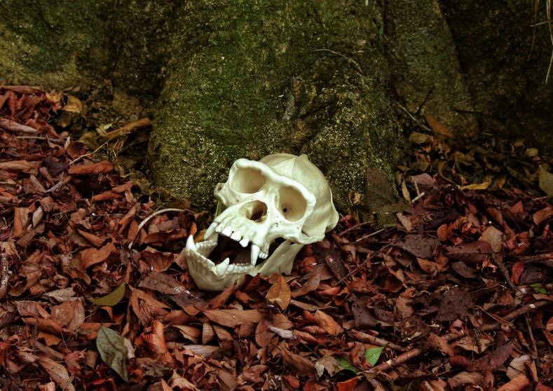 Los chimpancés reconocen las calaveras de su propia especie
