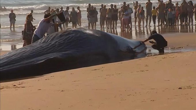 Muere la ballena encallada en una playa cercana a Lisboa