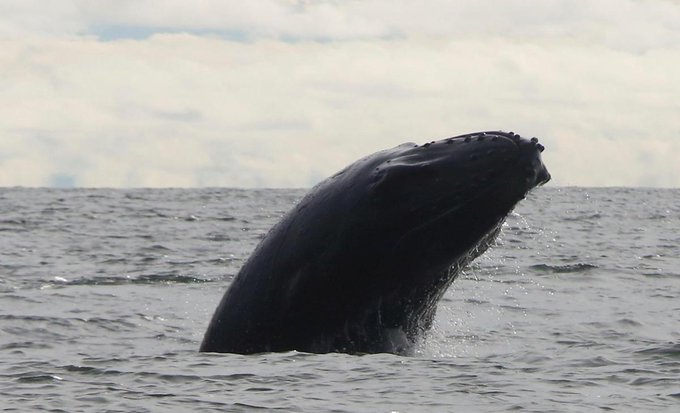 Registran "el disparo", un nuevo sonido emitido por la ballena jorobada