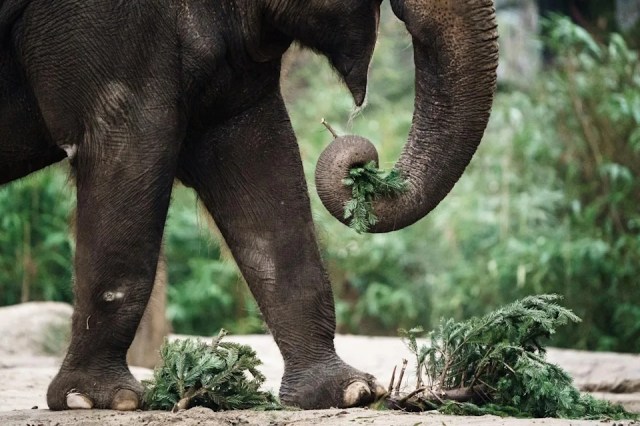 Biólogo colombiano murió en Uganda tras ser atacado por un elefante