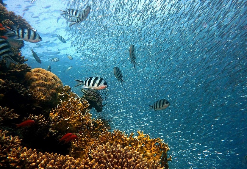 Océanos sufrirán una extinción masiva si no hay freno al cambio climático