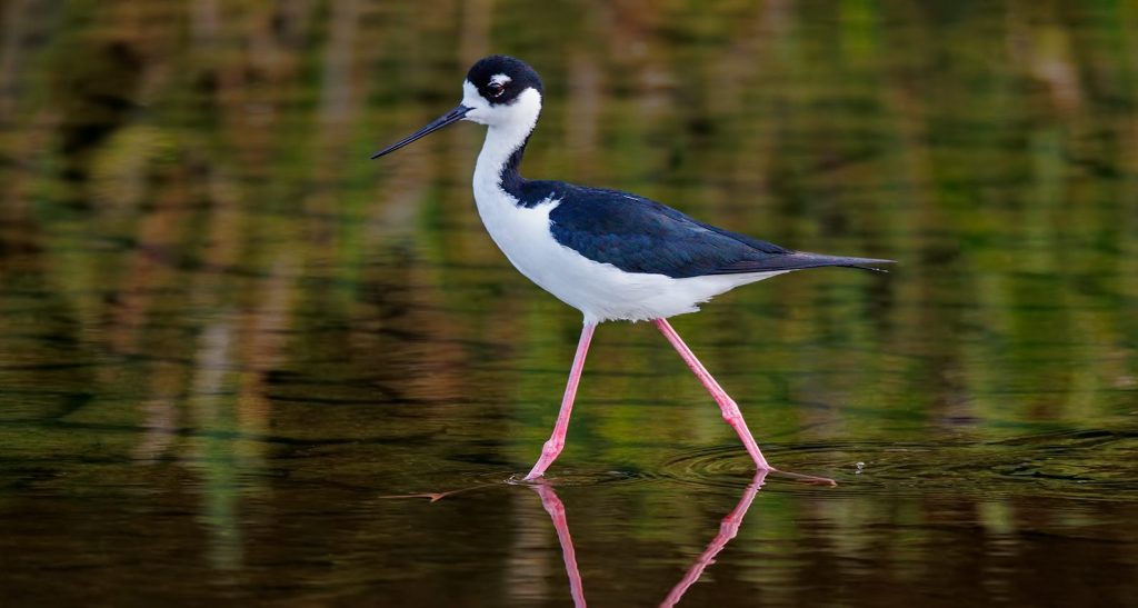 La marea roja y el bajo nivel de oxígeno en la costa oeste de Florida sí están conectados