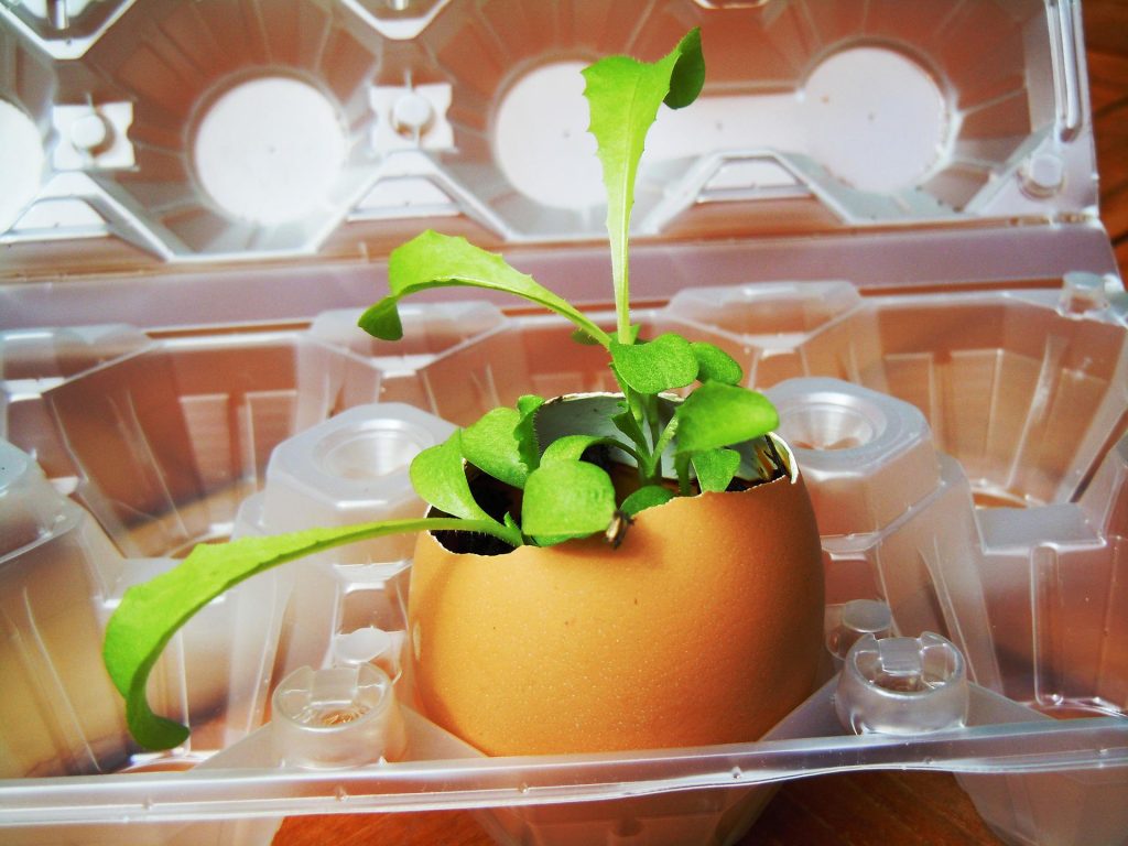 Cientificos cultivan por primera vez plantas en suelo procedente de la Luna
