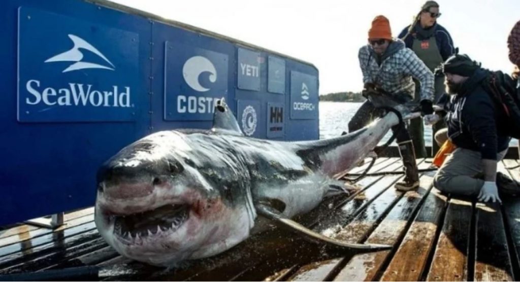 Enorme tiburón blanco visto en costa Nueva Jersey en ruta al norte por comida