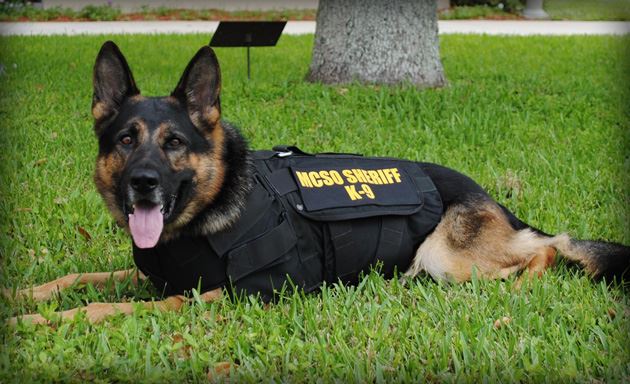 (Video) K-9 atrapa a un hombre en Florida tras una persecución