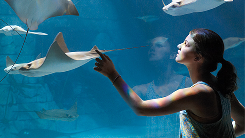SeaWorld alcanzó "hito histórico" de 40 mil animales rescatados