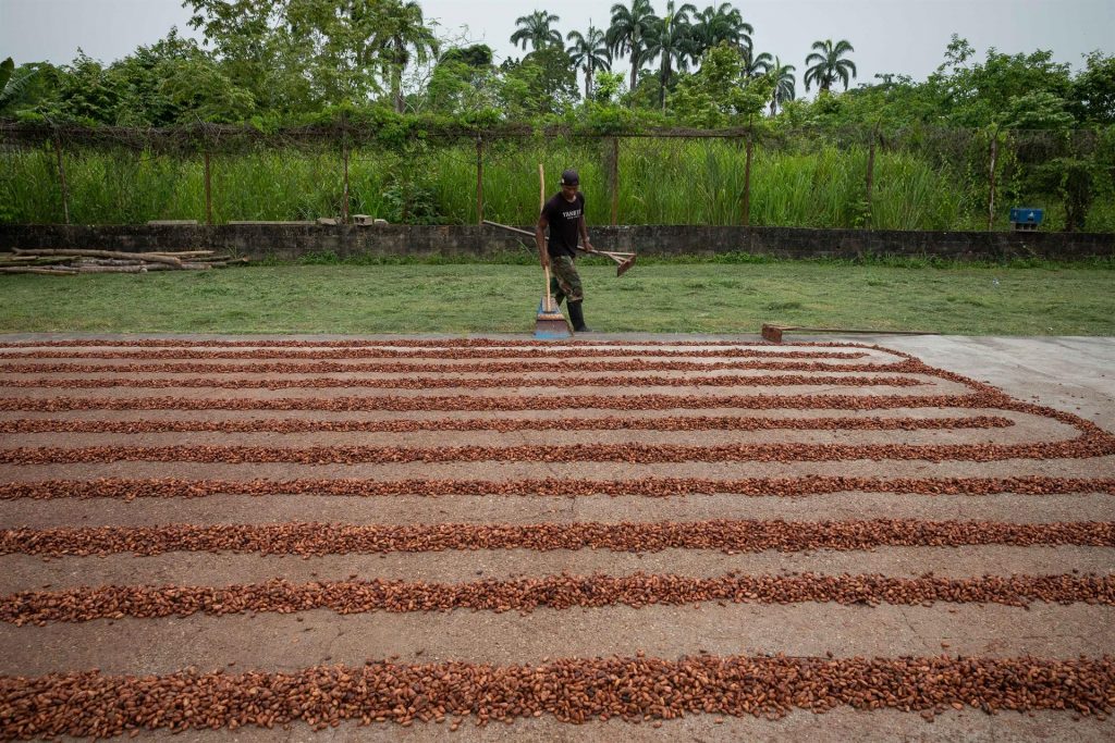 Cacao venezolano busca llevar su producción a 60 mil toneladas