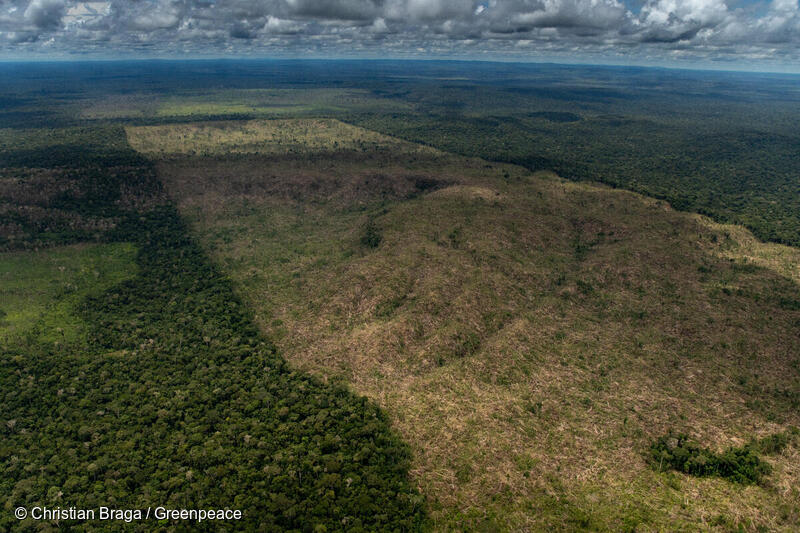 Mil kilómetros cuadrados de selva en un mes nadie detiene la deforestación en la Amazonía brasileña