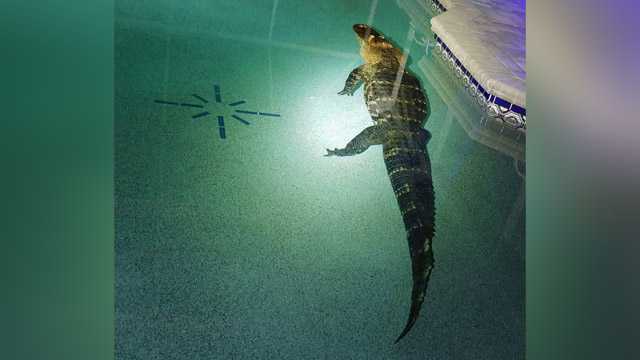 Familia de Florida encuentra un caimán de 550 libras en su piscina