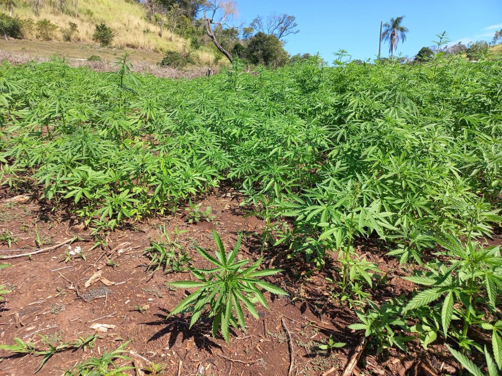 Aumenta el consumo de marihuana entre adolescentes de EEUU tras su legalización en adultos