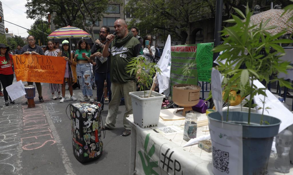 Tribunal Supremo de México declaró inconstitucional penalizar posesión de marihuana