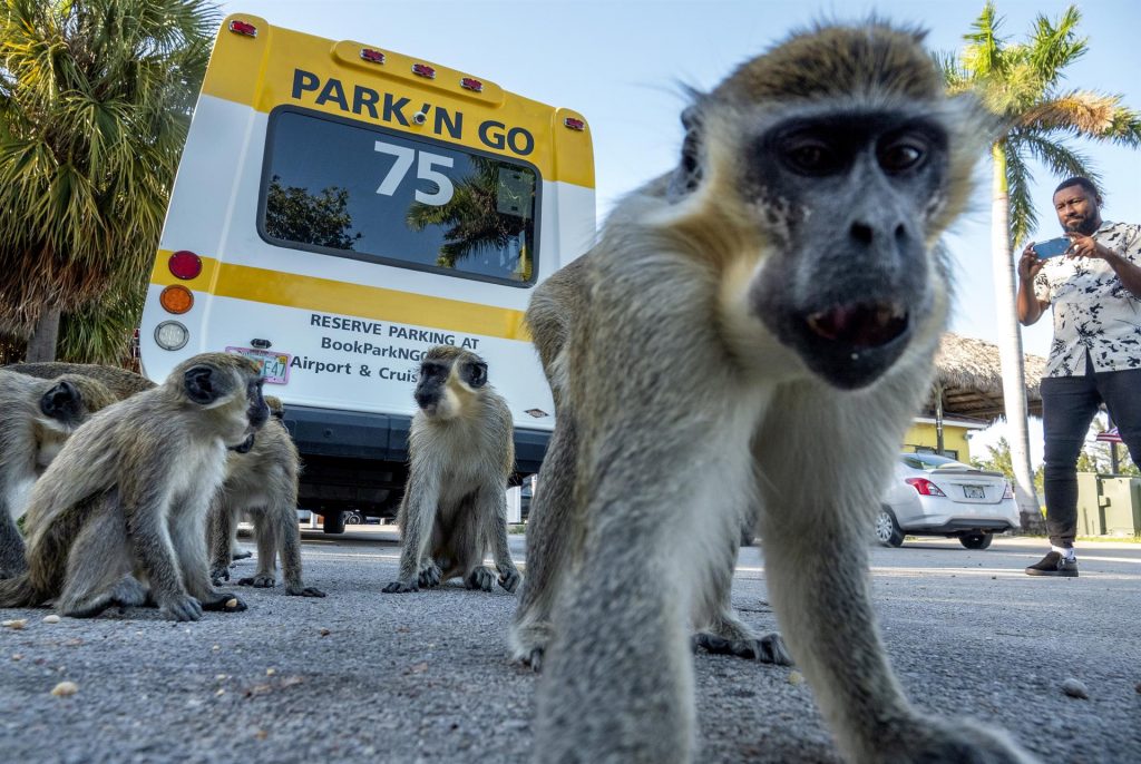 Un clan de monos se apoderó de un estacionamiento en Florida