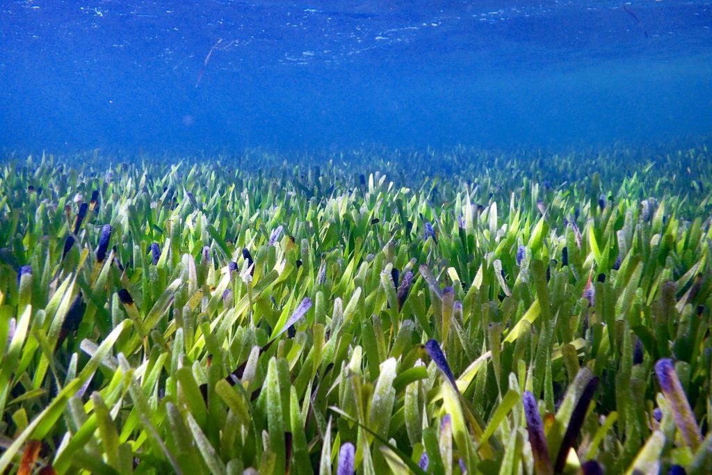 La planta más grande del mundo está en Australia y mide 200 kilómetros cuadrados