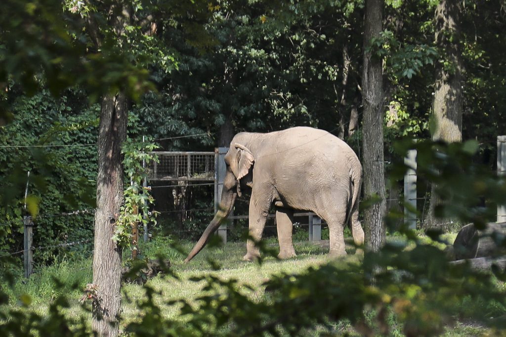 Happy, la elefanta que lleva 40 años en el zoo del Bronx, no es una persona para el Tribunal de Apelaciones de Nueva York