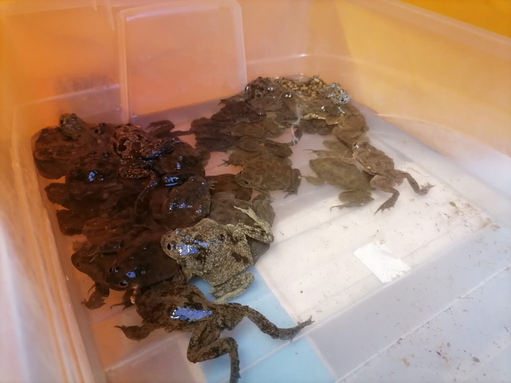 Rescatan 49 ranas gigantes que iba a ser usadas en brebajes en Perú