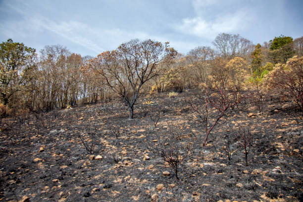 Más de 850 incendios forestales están activos en EE.UU. al comenzar el verano