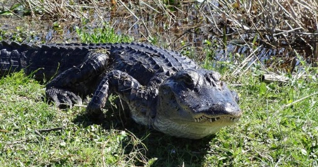 Hombre de Florida queda gravemente herido tras ser atacado por un caimán