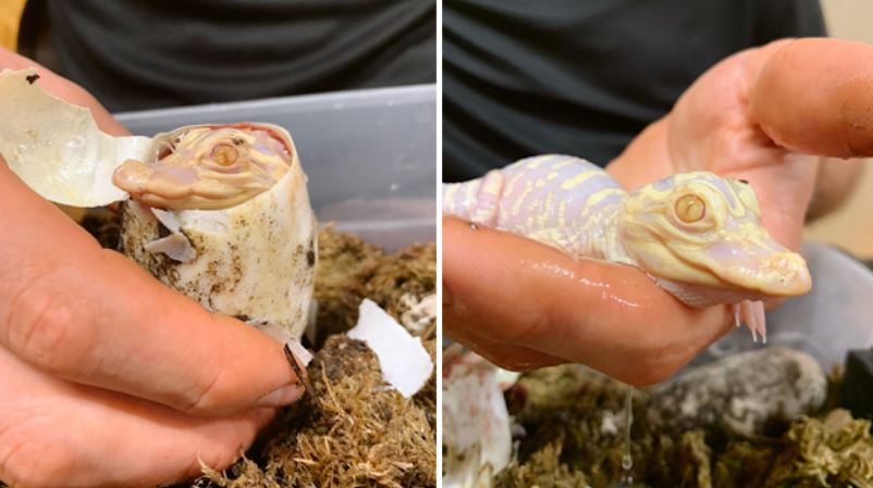 Raro ejemplar de caimán albino nació en parque de Florida