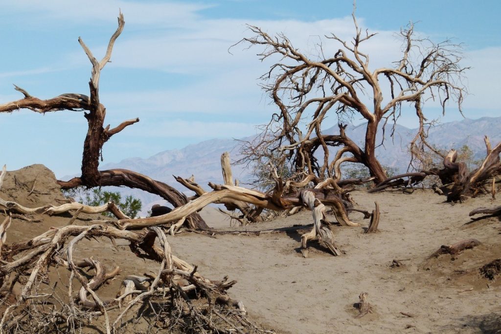 California se seca: un día de riego semanal y miles de hectáreas sin plantar
