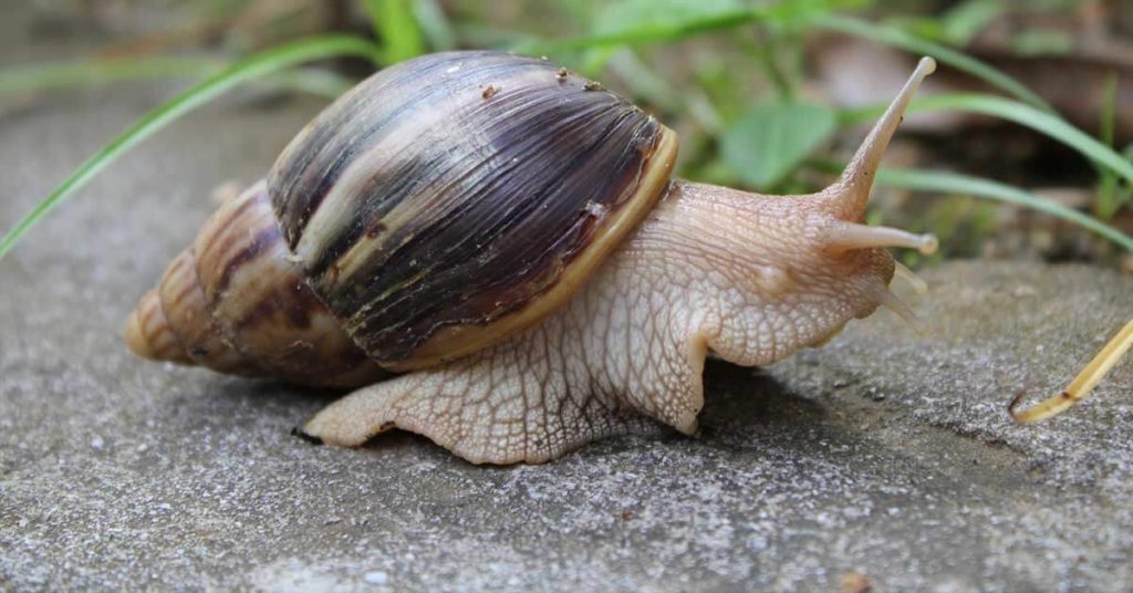 Colocan en cuarentena una zona del condado de Pasco para erradicar al caracol gigante