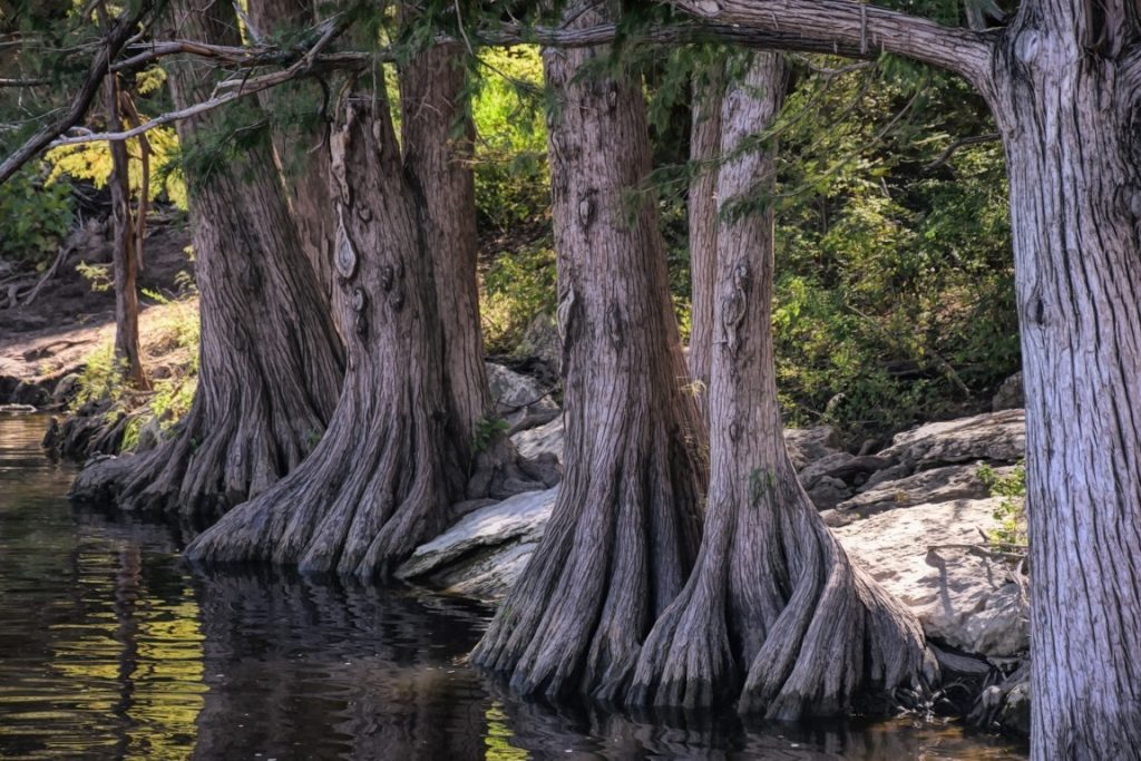 El árbol más viejo de Pekín escapa de la muerte