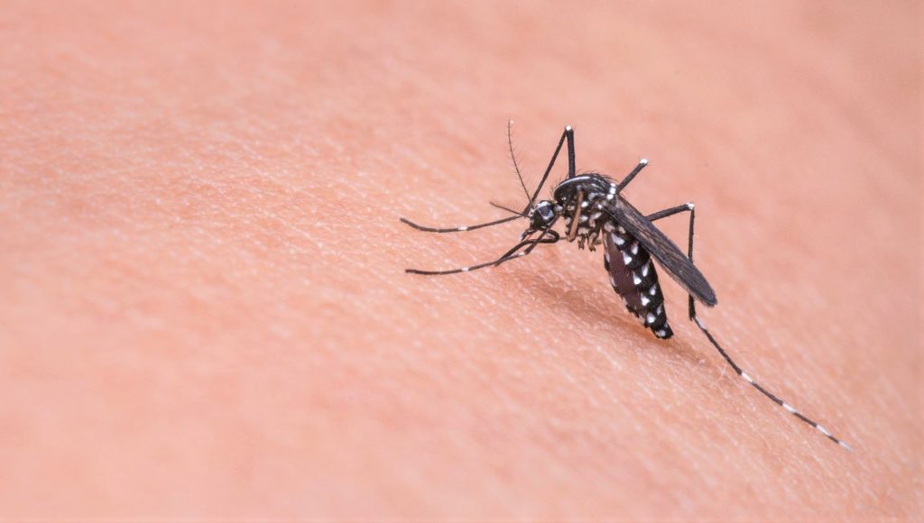Mosquitos que picaron al ladrón permiten resolver un caso de robo en China