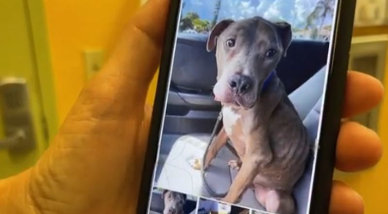 Una familia de Florida y su perro perdido se reencuentran después de 8 años