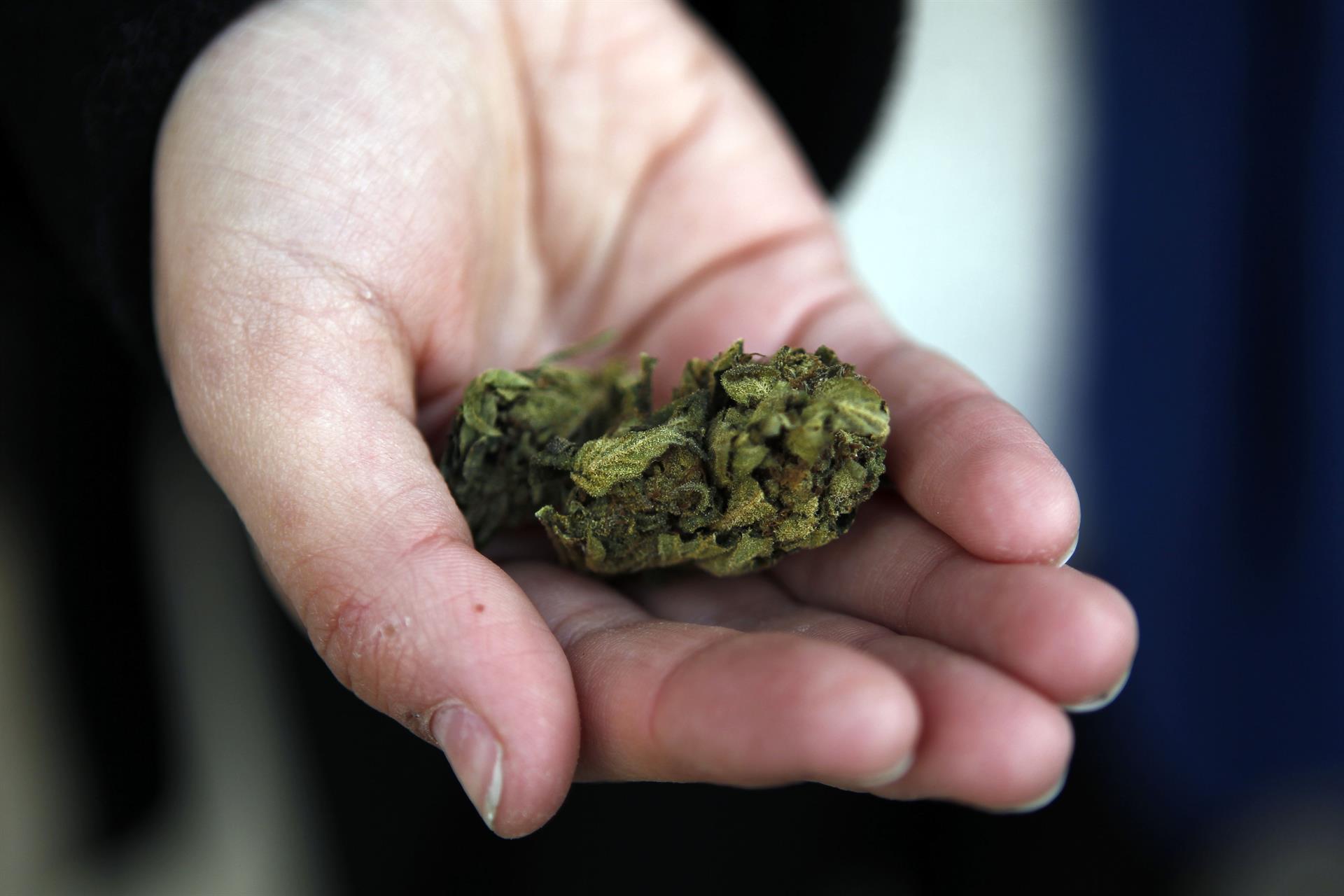 Sin zombis ni excesos, la marihuana cumple 5 años en las farmacias de Uruguay