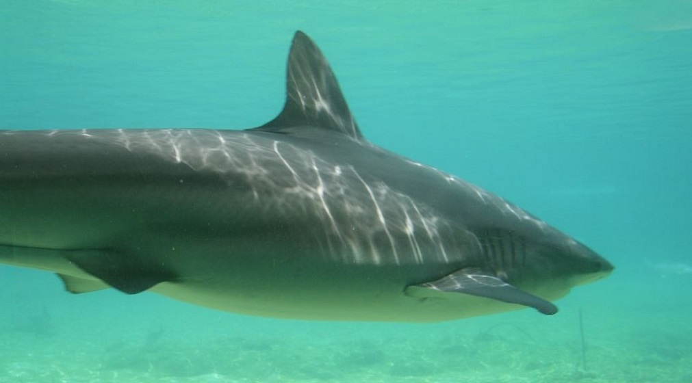 Médicos amputarán la pierna a joven atacada por un tiburón en playa de Florida
