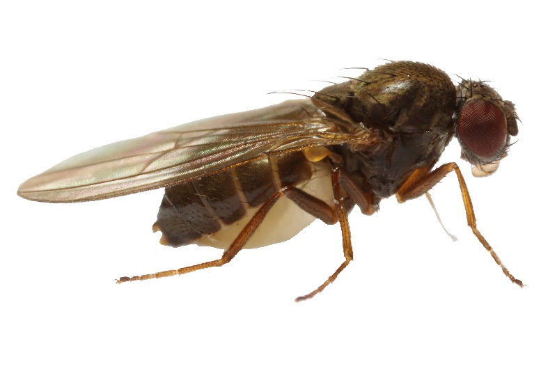 ¿Las moscas y cucarachas pueden transmitir el coronavirus a las personas?